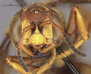 Media type: image;   Entomology 13769 Aspect: head frontal view